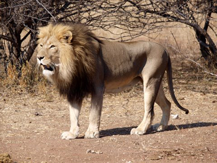 Young male